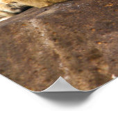 Poster Le Tiger S'Épique Sur Un Rocher (Coin)