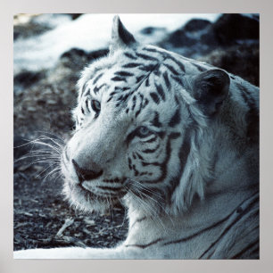 Poster Le tigre blanc