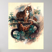 Poster Le Tigre Cloudé (Devant)
