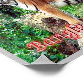 Poster Le tigre royal du Bengale (Coin)