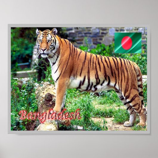 Poster Le tigre royal du Bengale (Devant)