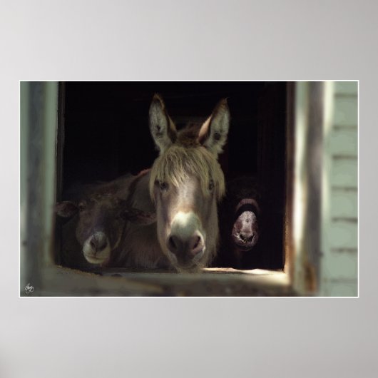 Poster Le trio curieux (Devant)