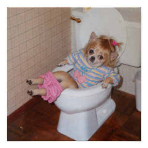 Poster Le triomphe aux toilettes du Chihuahua rétro d'Hea