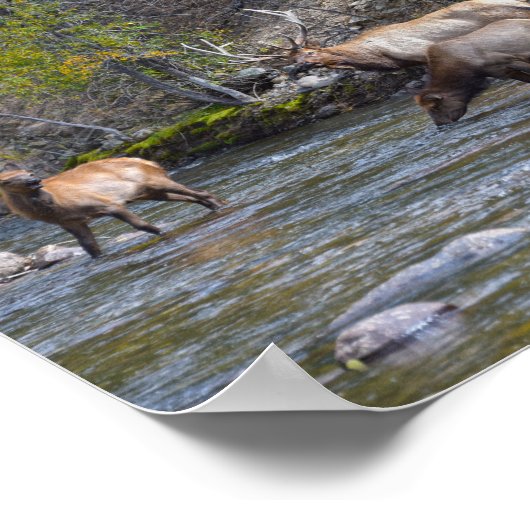 Poster Le troupeau de wapitis dans la rivière Big Thompso (Coin)