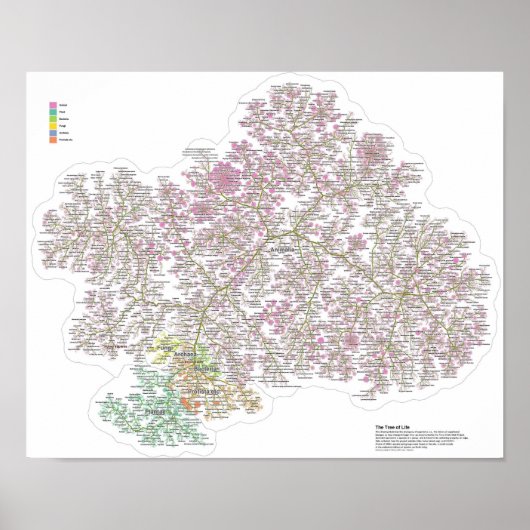 Poster Le Véritable Arbre De Vie (Devant)