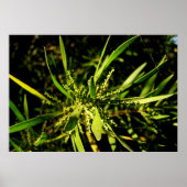 Poster le vert de la nature (Devant)