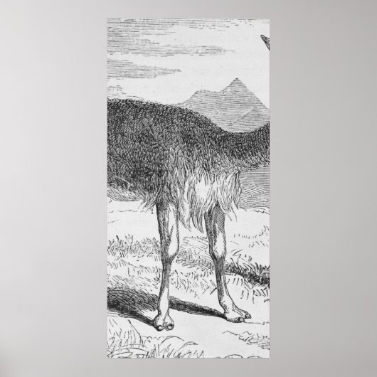 Poster Le Vicuna du Rio de Janeiro (Devant)