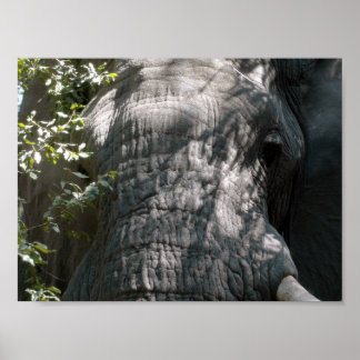 Poster Le visage de l'éléphant