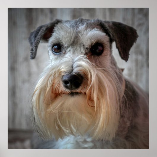 Poster Le visage de Schnauzer Dog (Devant)