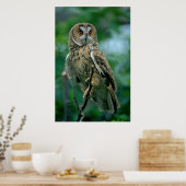 Poster Le Waldohrein est assis sur la branche. (Cuisine)