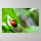 Poster Leaf Beetle on Plant (Devant)