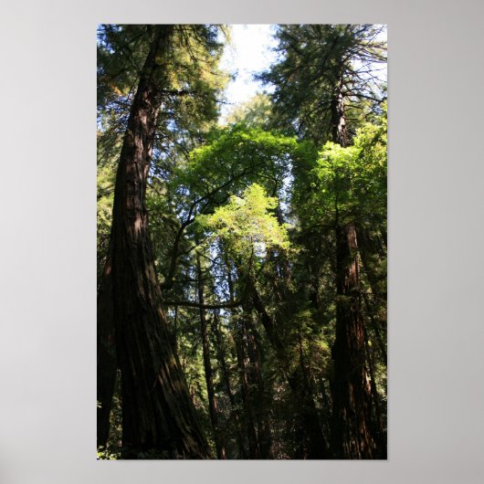 Poster "Leaning Giants", Muir Woods (Devant)
