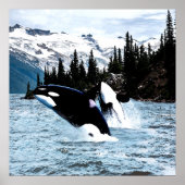 Poster Leaping Orca (Devant)