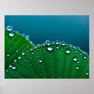 Poster L'eau chute sur les feuille
