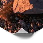 Poster Leave Nothing But Footprints (Coin)