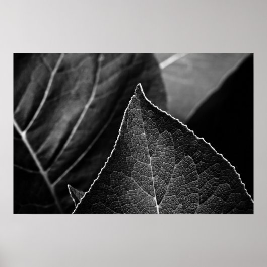 Poster leaves (Devant)