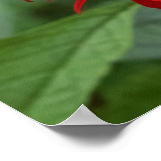 Poster Leaves of Red (Coin)