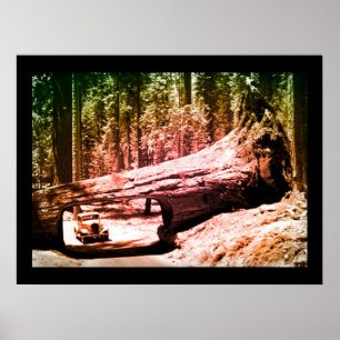 Poster Lecteur vintage Sequoia Park