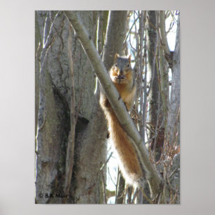Poster - L'écureuil dans l'arbre