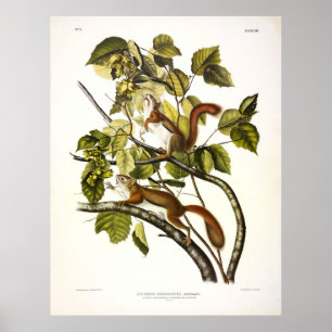 Poster L'écureuil de la baie d'Hudson (rouge chickaree) p