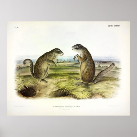Poster L'écureuil marmotte ou l'écureuil terrestre de Fra (Devant)