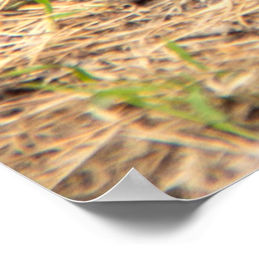 Poster L'écureuil mignon mange une photo de noix (Coin)