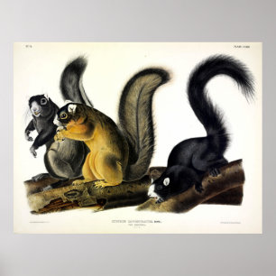 Poster L'écureuil renard de Bryant par John James par Aud