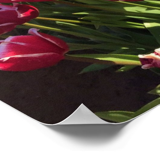 Poster Leen Van Der Mark Tulips, Oregon (Coin)