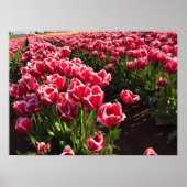 Poster Leen Van Der Mark Tulips, Oregon (Devant)