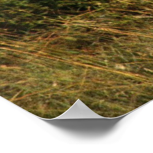 Poster leeuwen (Hoek)