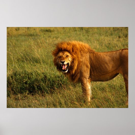 Poster leeuwen (Voorkant)