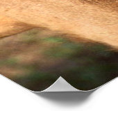 Poster leeuwen (Hoek)