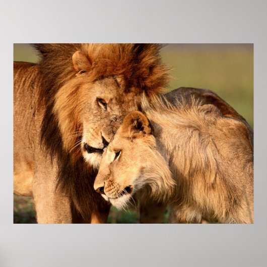 Poster leeuwen (Voorkant)