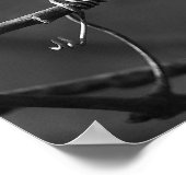 Poster Légende de fleur de cerisier rose (Coin)