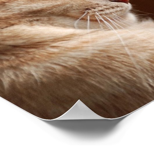 Poster Légende du Sphynx (Coin)