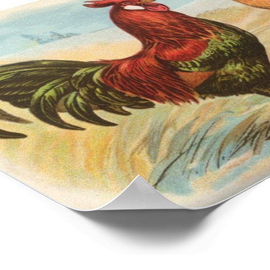 Poster Leghorns (Coin)