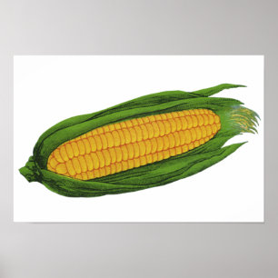 Poster Légumes alimentaires anciens ; Maïs jaune sur épi