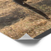 Poster L'élégance des éléphants (Coin)