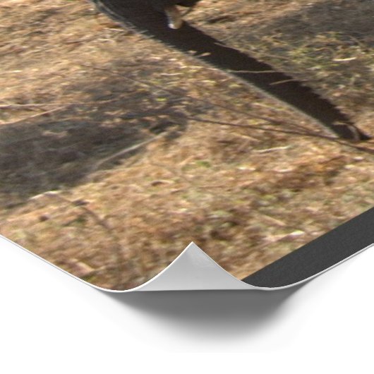 Poster L'élégance des éléphants (Coin)