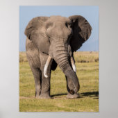 Poster L'éléphant dans une posture agressive (Devant)