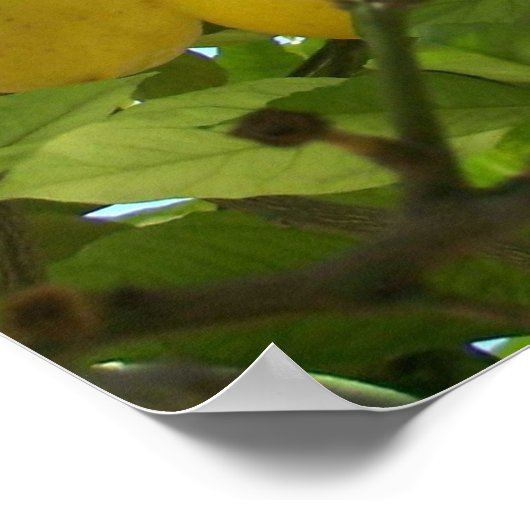 POSTER LEMON TREE (Coin)