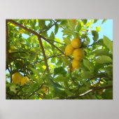 POSTER LEMON TREE (Devant)
