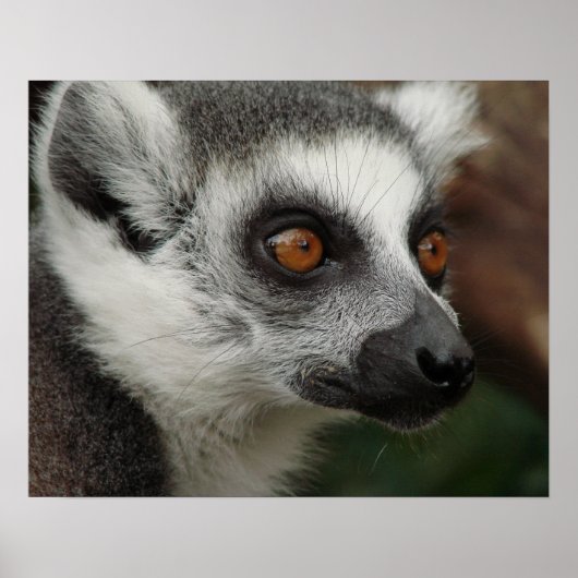 Poster Lemur (Devant)