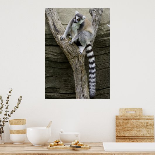 Poster Lemur (Cuisine)