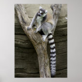 Poster Lemur (Devant)