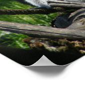 Poster Lémur à anneaux (Coin)