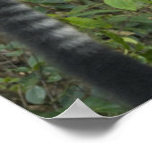 Poster Lémur à feuilles blanches et noires (Varecia) (Coin)