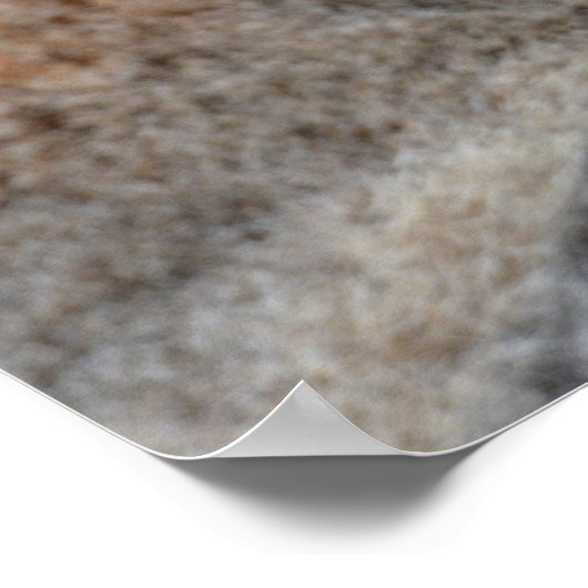 Poster Lémur à queue ronde (Coin)