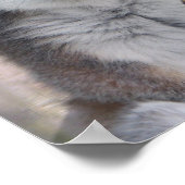 Poster Lémur aux yeux clairs (Coin)