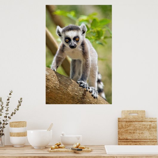 Poster Lemur de bébé (Cuisine)